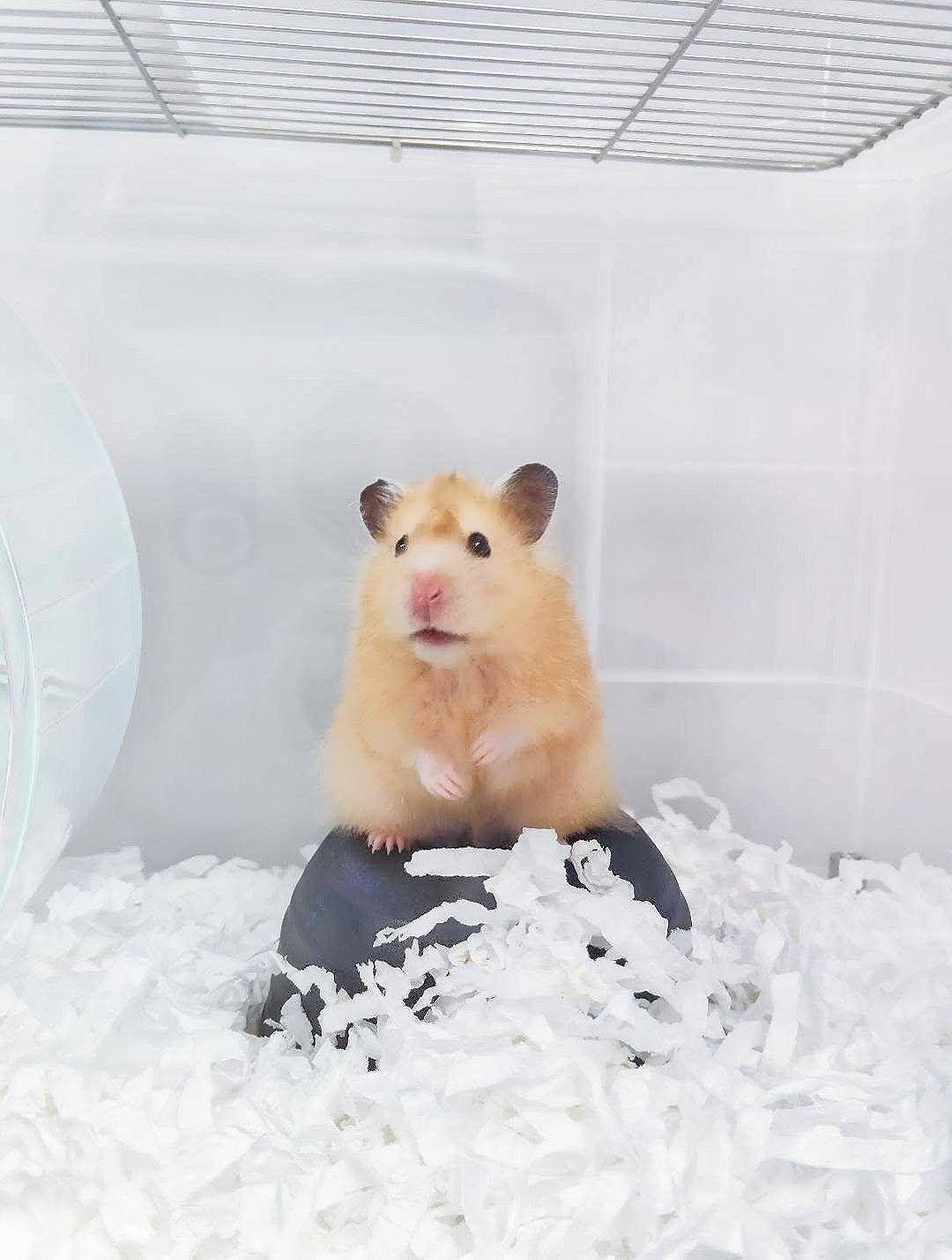 大仔家倉鼠寄宿環境 — 鼠寶獨立籠飼分隔的安全空間